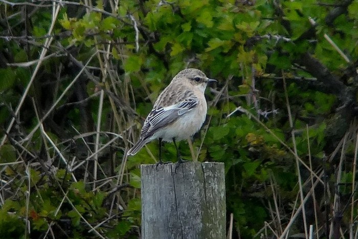 Siberian Stonechat