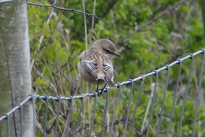Siberian Stonechat