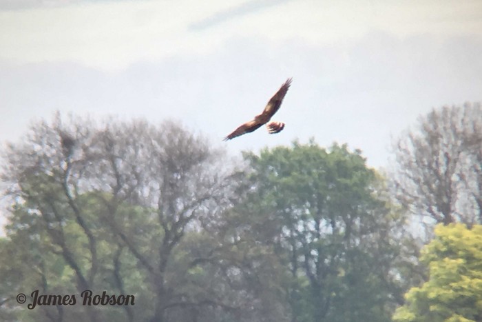 Montagu's Harrier