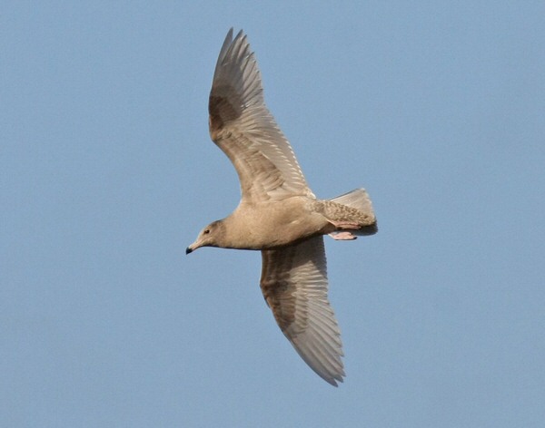 Glaucous Gull