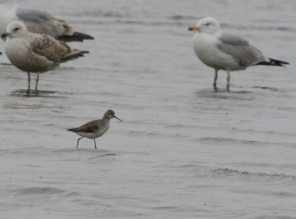 Marsh Sandpiper