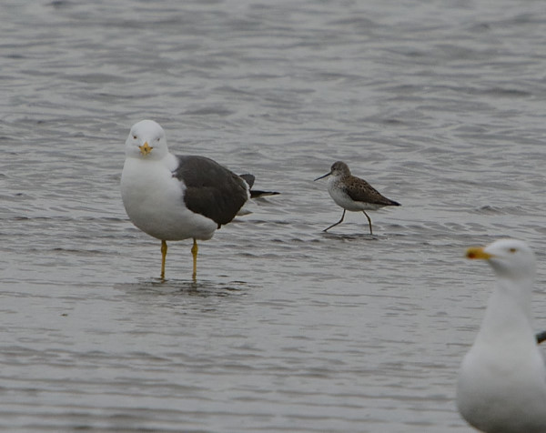 Marsh Sandpiper