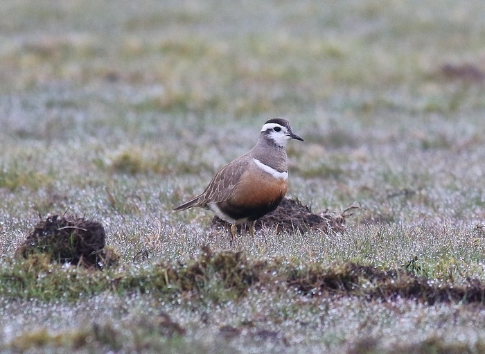 Dotterel