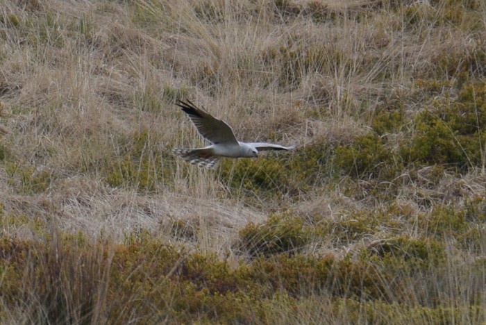 Pallid Harrier