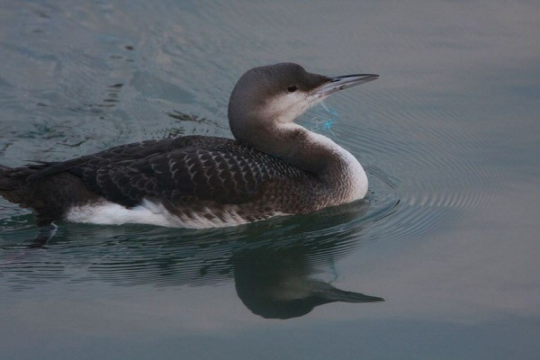 Black-throated Diver