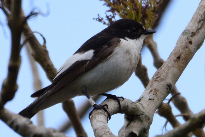 Pied Flycatcher