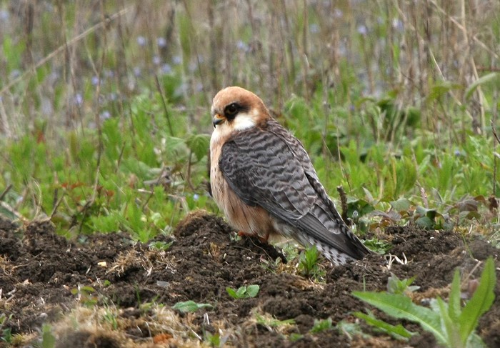 Red-footed Falcon