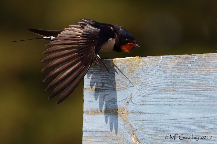 Swallow