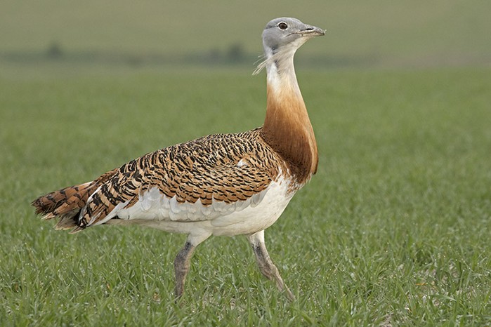 Great Bustard