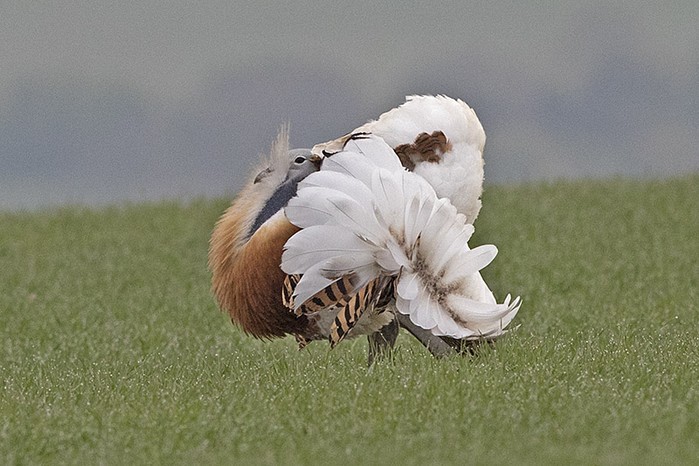Great Bustard