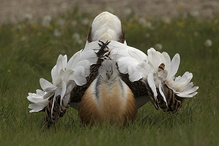 Great Bustard