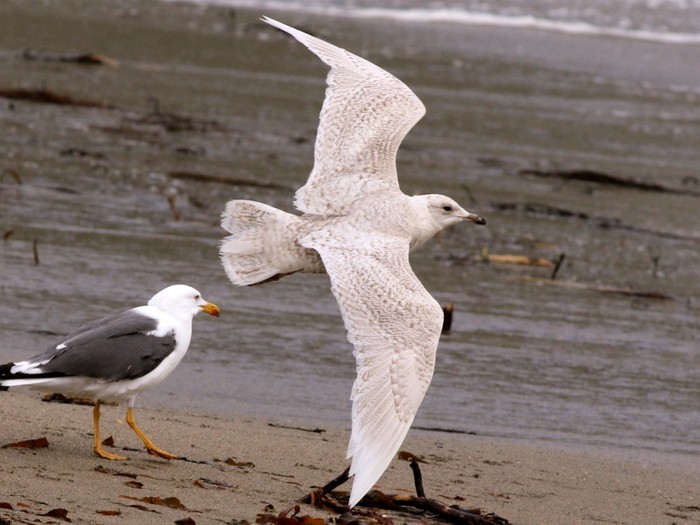 Iceland Gull