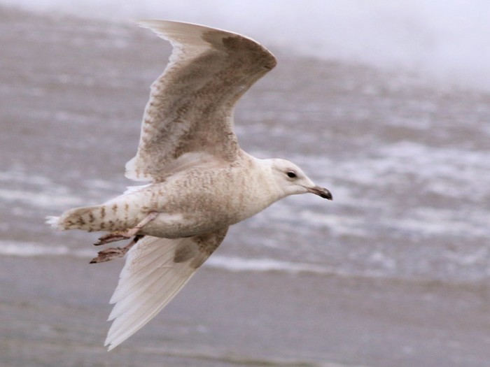 Iceland Gull