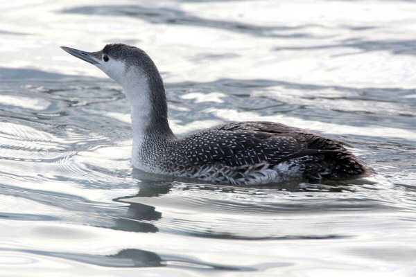 Red-throated Diver