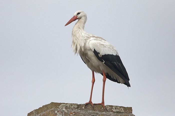 White Stork