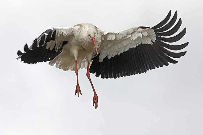 White Stork