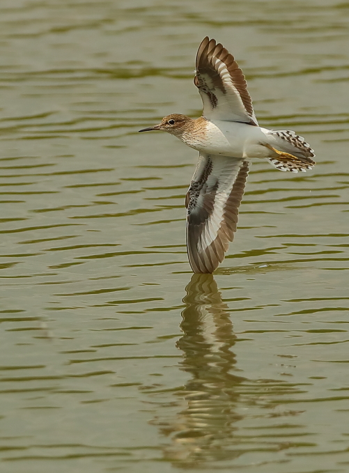 Common Sandpiper