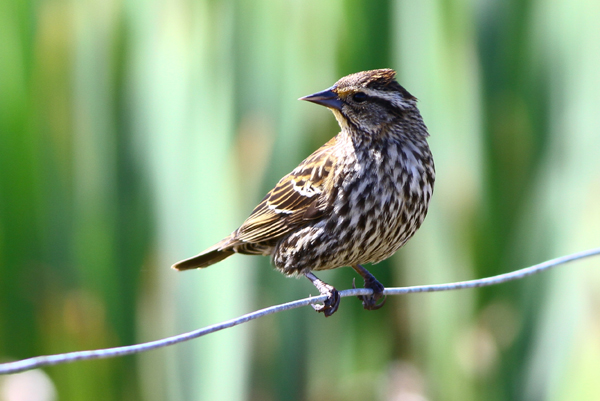 Red-winged Blackbird