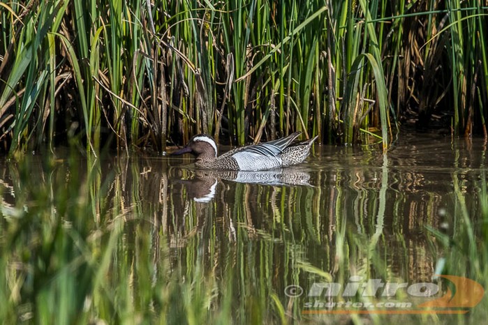 Garganey