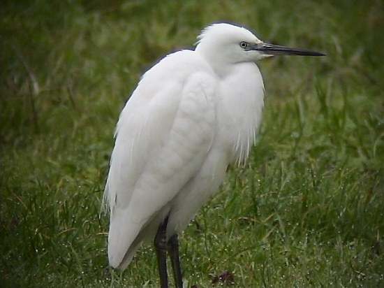 Little Egret