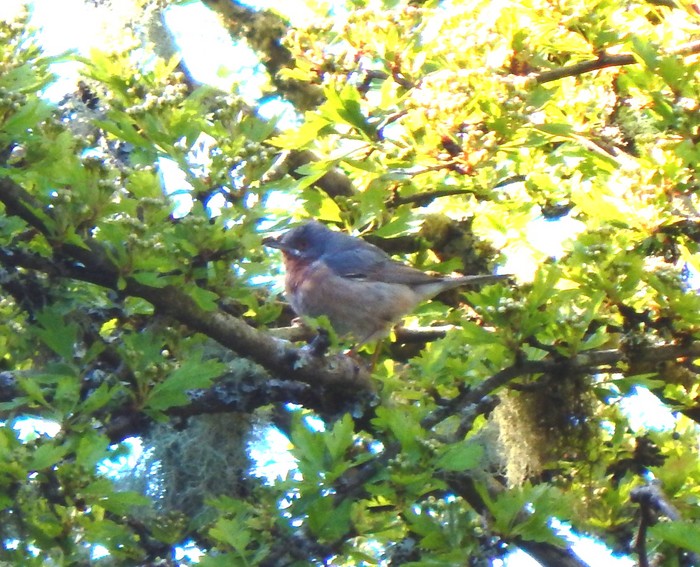 Western Subalpine Warbler