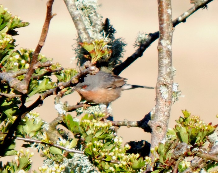 Western Subalpine Warbler