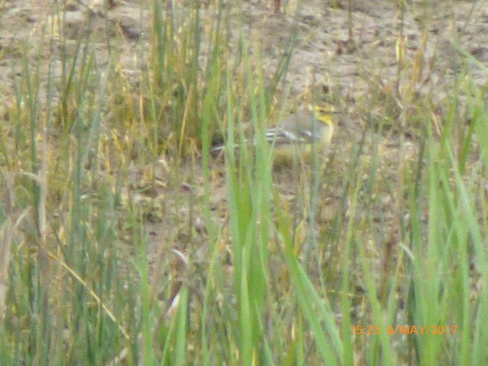 Citrine Wagtail