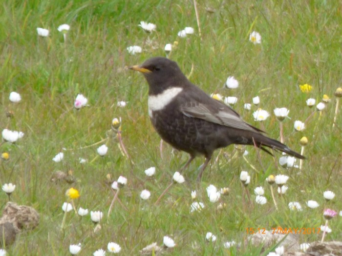 Ring Ouzel