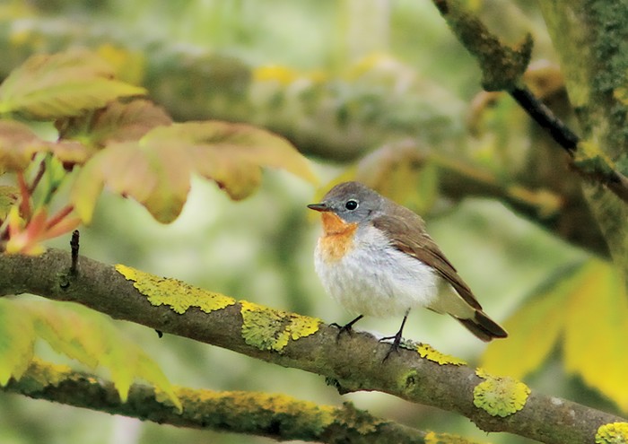 Red-breasted Flycatcher