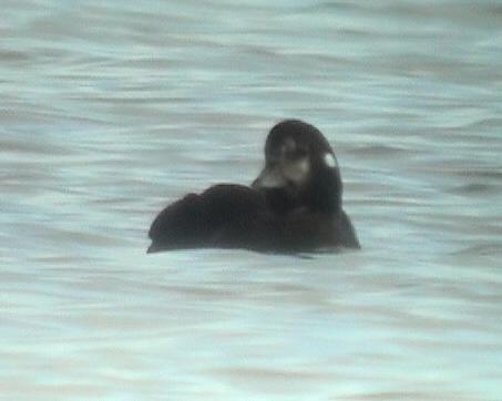 Harlequin Duck