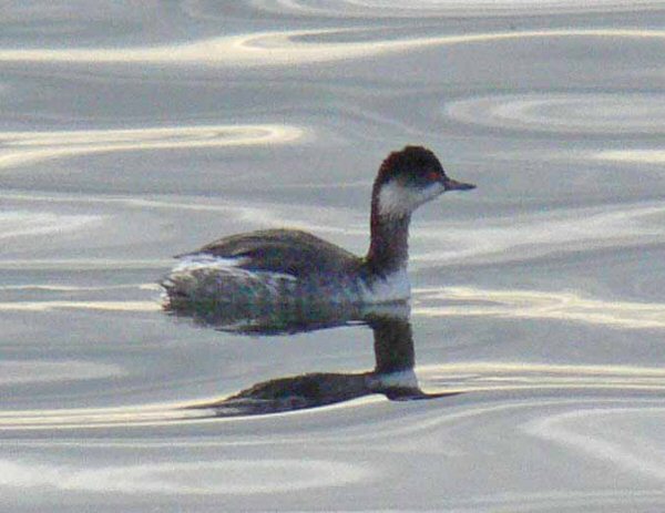 Black-necked Grebe