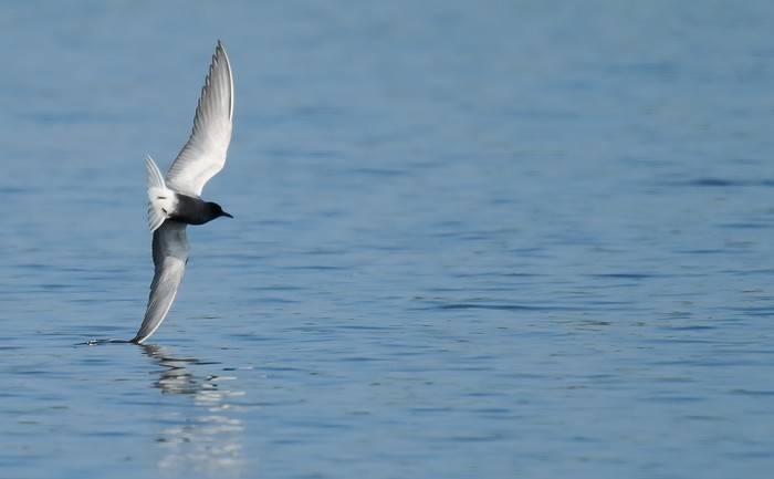 Black Tern