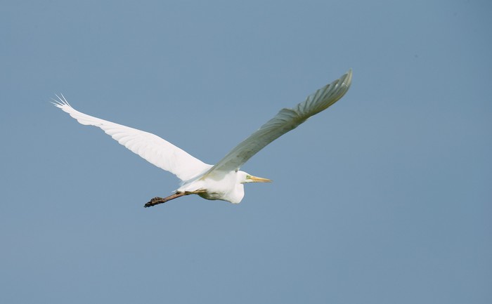 Great White Egret