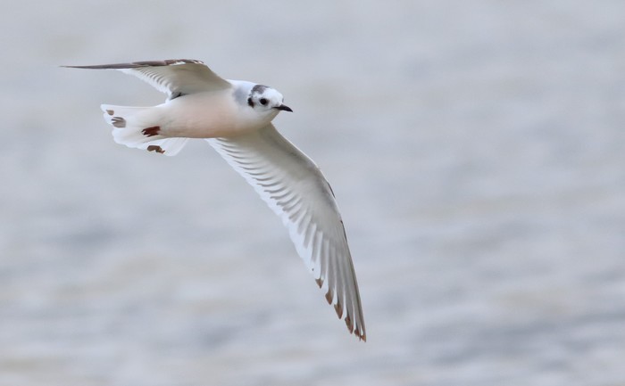 Little Gull