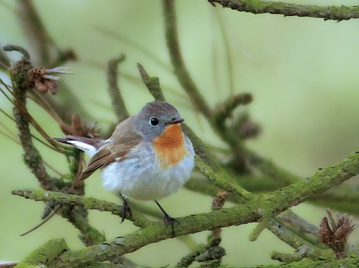 Red-breasted Flycatcher