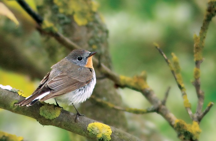Red-breasted Flycatcher