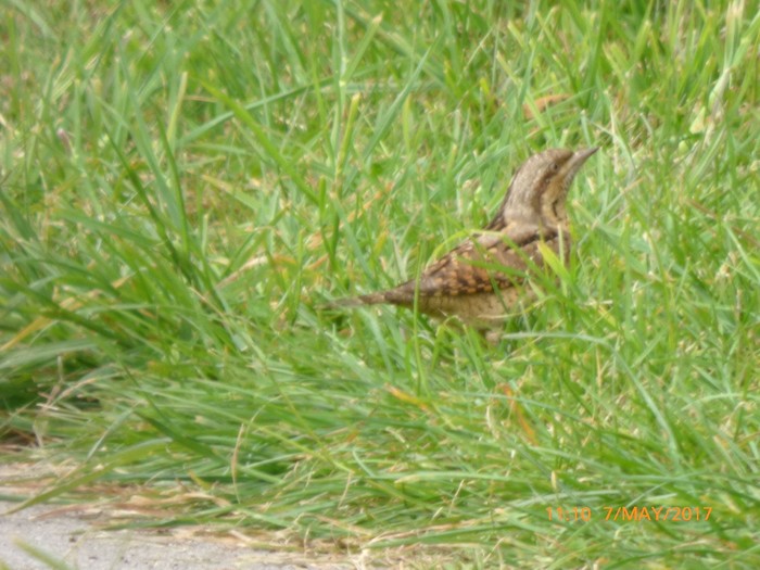 Wryneck
