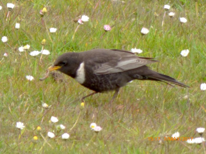 Ring Ouzel