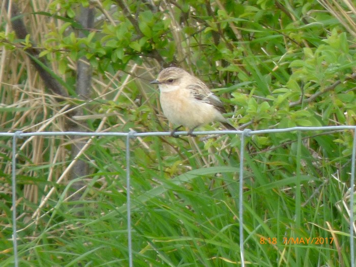 Siberian Stonechat