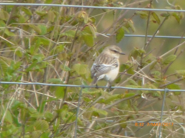 Siberian Stonechat