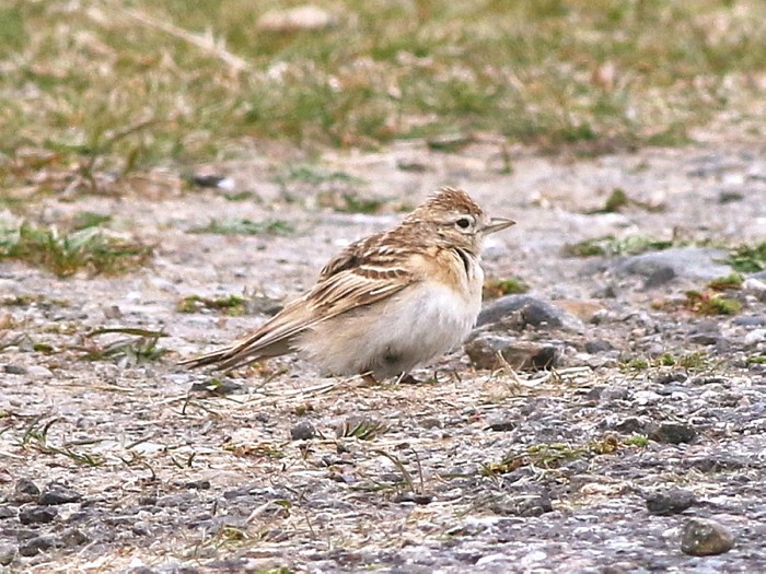 Short-toed Lark