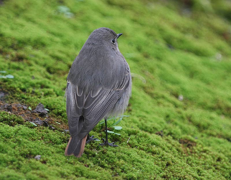 Black Redstart