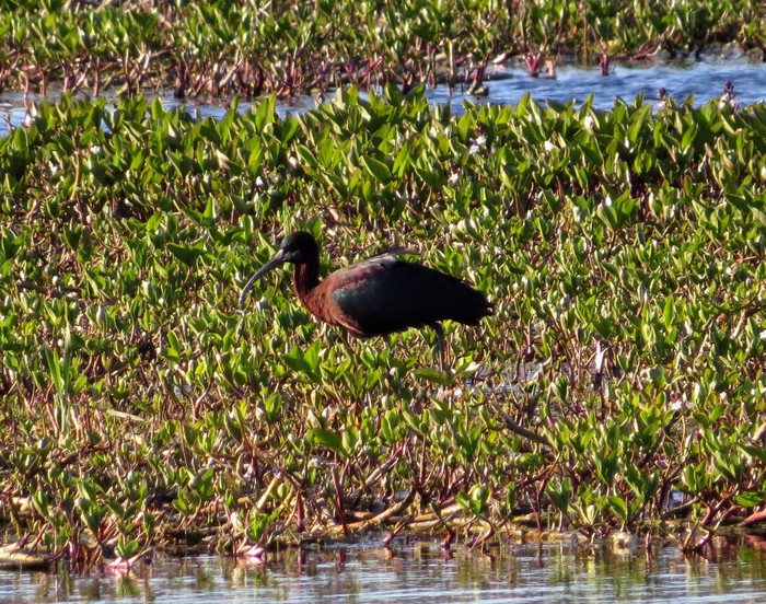 Glossy ibis