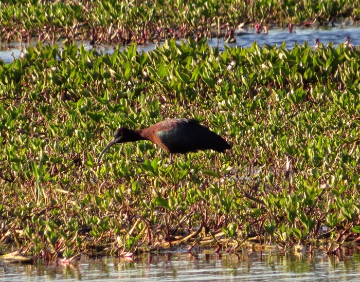 Glossy Ibis