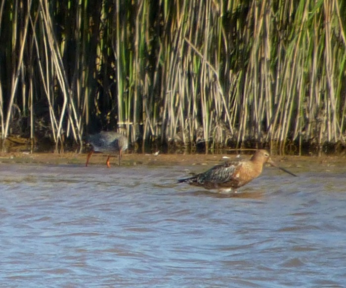 Bar-tailed Godwit