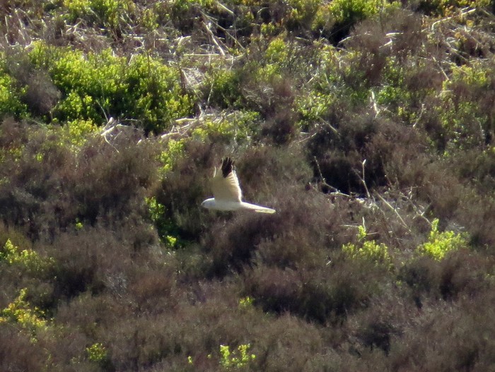 Pallid Harrier