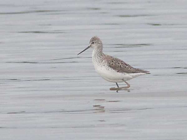 Marsh Sandpiper