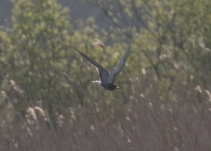 Black Tern