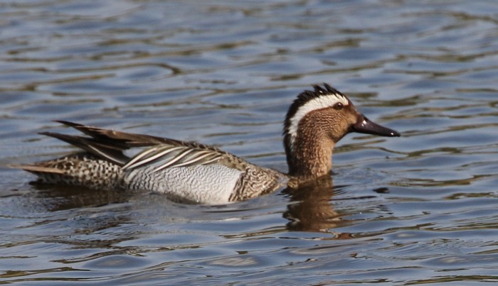 GARGANEY