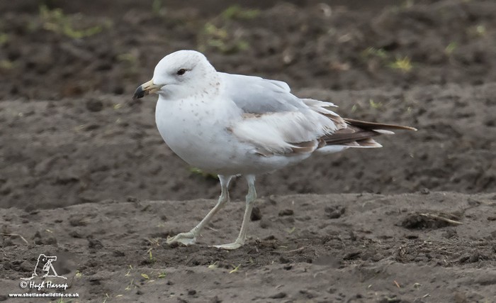 Ring-billed Gull
